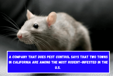 A company that does pest control says that two towns in California are among the most rodent-infested in the U.S.