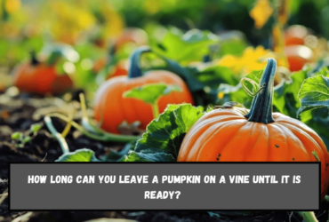 How long can you leave a pumpkin on a vine until it is ready