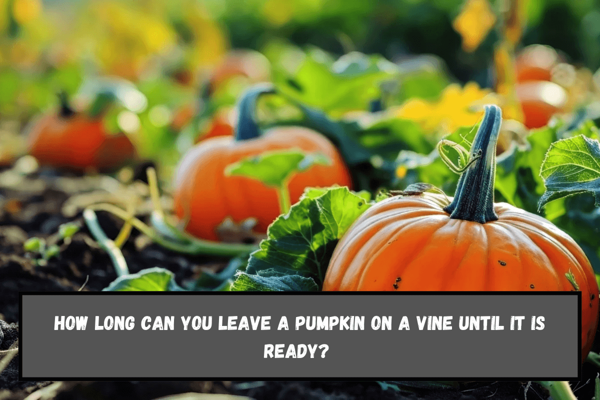 How long can you leave a pumpkin on a vine until it is ready