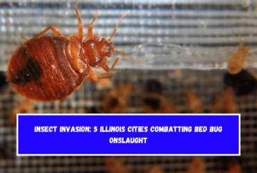 Insect Invasion 5 Illinois Cities Combatting Bed Bug Onslaught