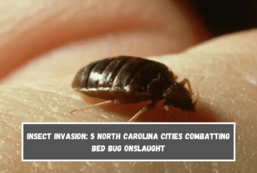 Insect Invasion 5 North Carolina Cities Combatting Bed Bug Onslaught