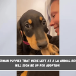 Doberman puppies that were left at a LA animal rescue will soon be up for adoption