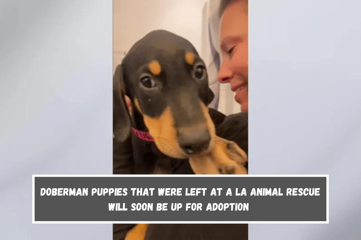 Doberman puppies that were left at a LA animal rescue will soon be up for adoption