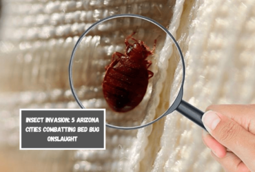 Insect Invasion 5 Arizona Cities Combatting Bed Bug Onslaught