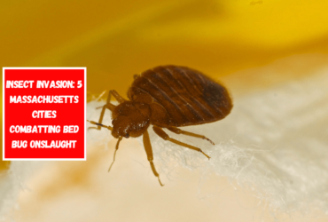 Insect Invasion 5 Massachusetts Cities Combatting Bed Bug Onslaught