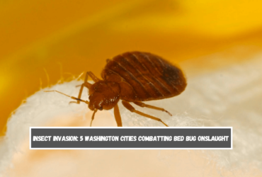 Insect Invasion 5 Washington Cities Combatting Bed Bug Onslaught