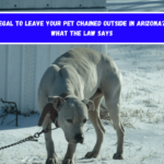 Is It Illegal to Leave Your Pet Chained Outside in Arizona Here's What the Law Says