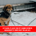 Is It Illegal to Leave Your Pet Chained Outside in Massachusetts Here's What the Law Says