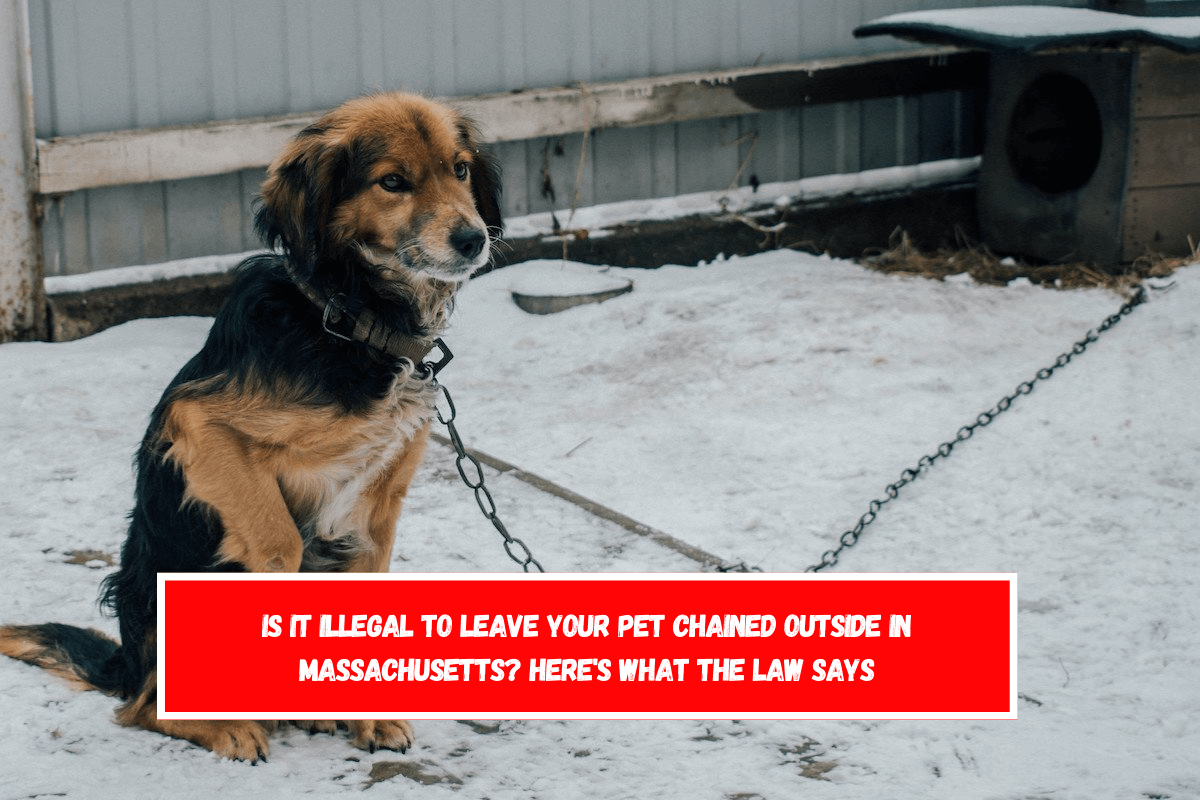 Is It Illegal to Leave Your Pet Chained Outside in Massachusetts Here's What the Law Says