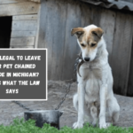 Is It Illegal to Leave Your Pet Chained Outside in Michigan Here's What the Law Says