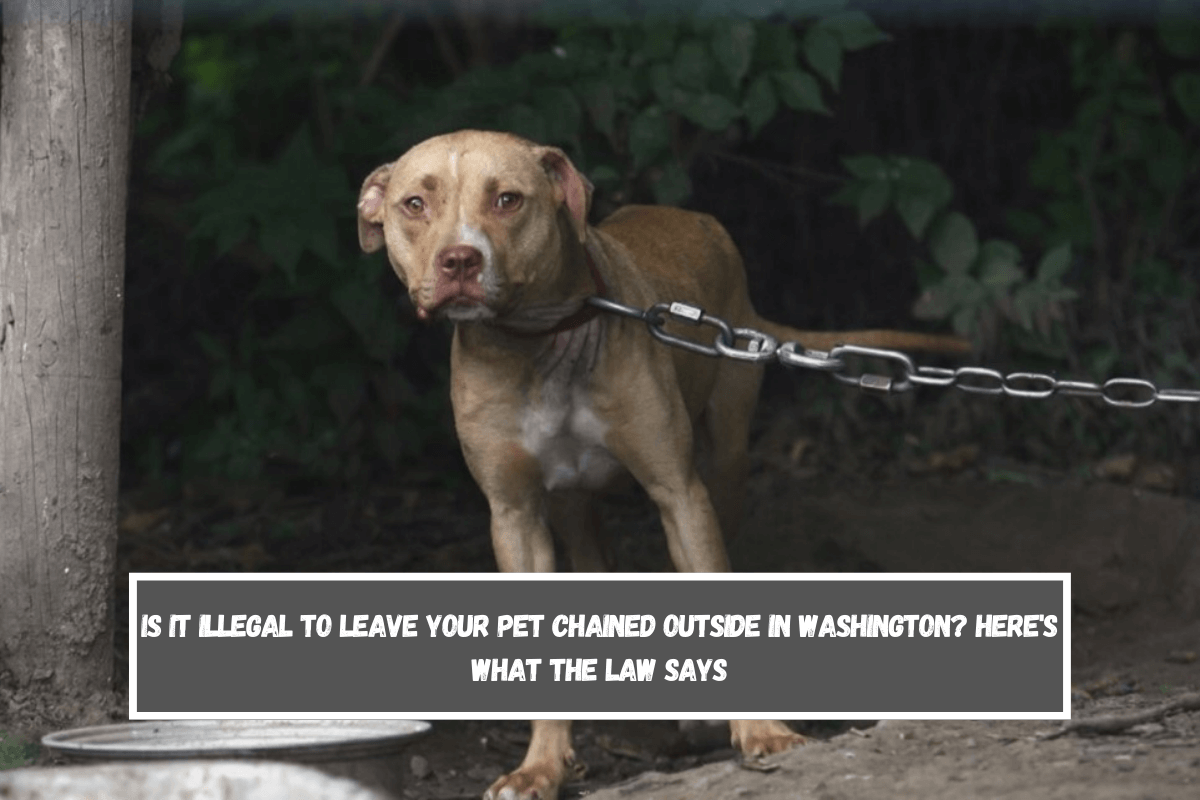 Is It Illegal to Leave Your Pet Chained Outside in Washington Here's What the Law Says