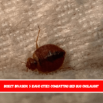 Insect Invasion 5 Idaho Cities Combatting Bed Bug Onslaught