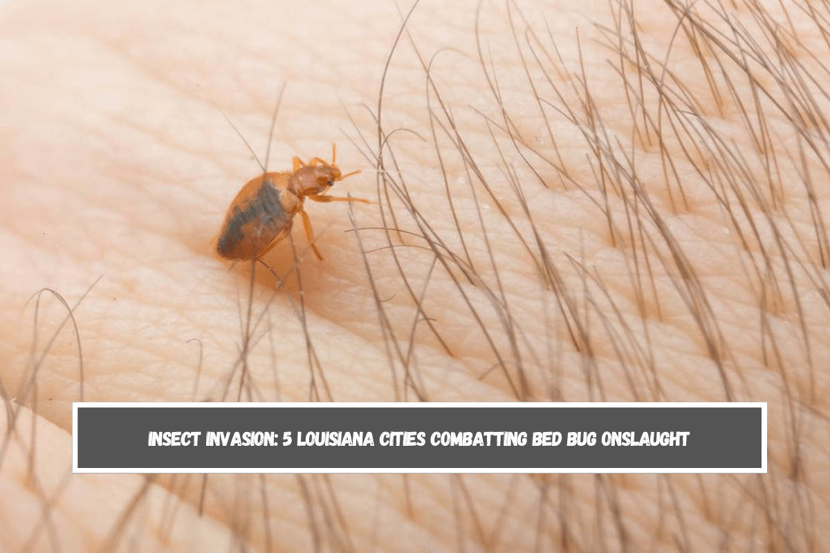 Insect Invasion 5 Louisiana Cities Combatting Bed Bug Onslaught