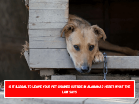 Is It Illegal to Leave Your Pet Chained Outside in Alabama Here's What the Law Says