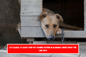 Is It Illegal to Leave Your Pet Chained Outside in Alabama Here's What the Law Says