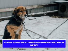 Is It Illegal to Leave Your Pet Chained Outside in Minnesota Here's What the Law Says