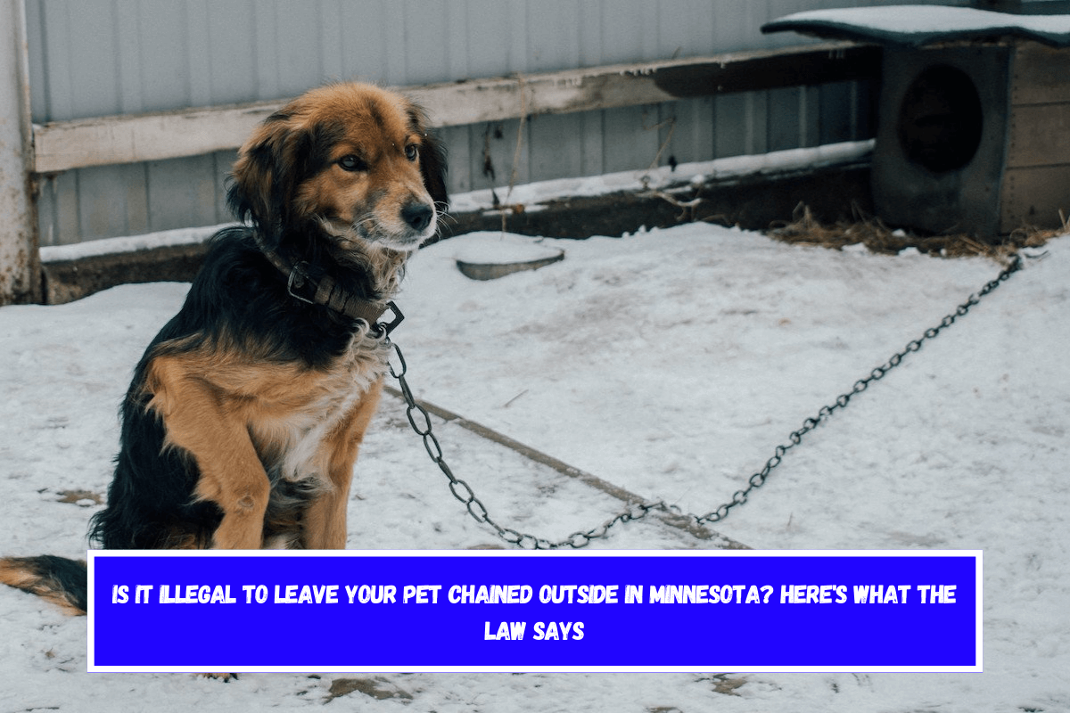 Is It Illegal to Leave Your Pet Chained Outside in Minnesota Here's What the Law Says