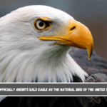 Biden officially anoints bald eagle as the national bird of the United States