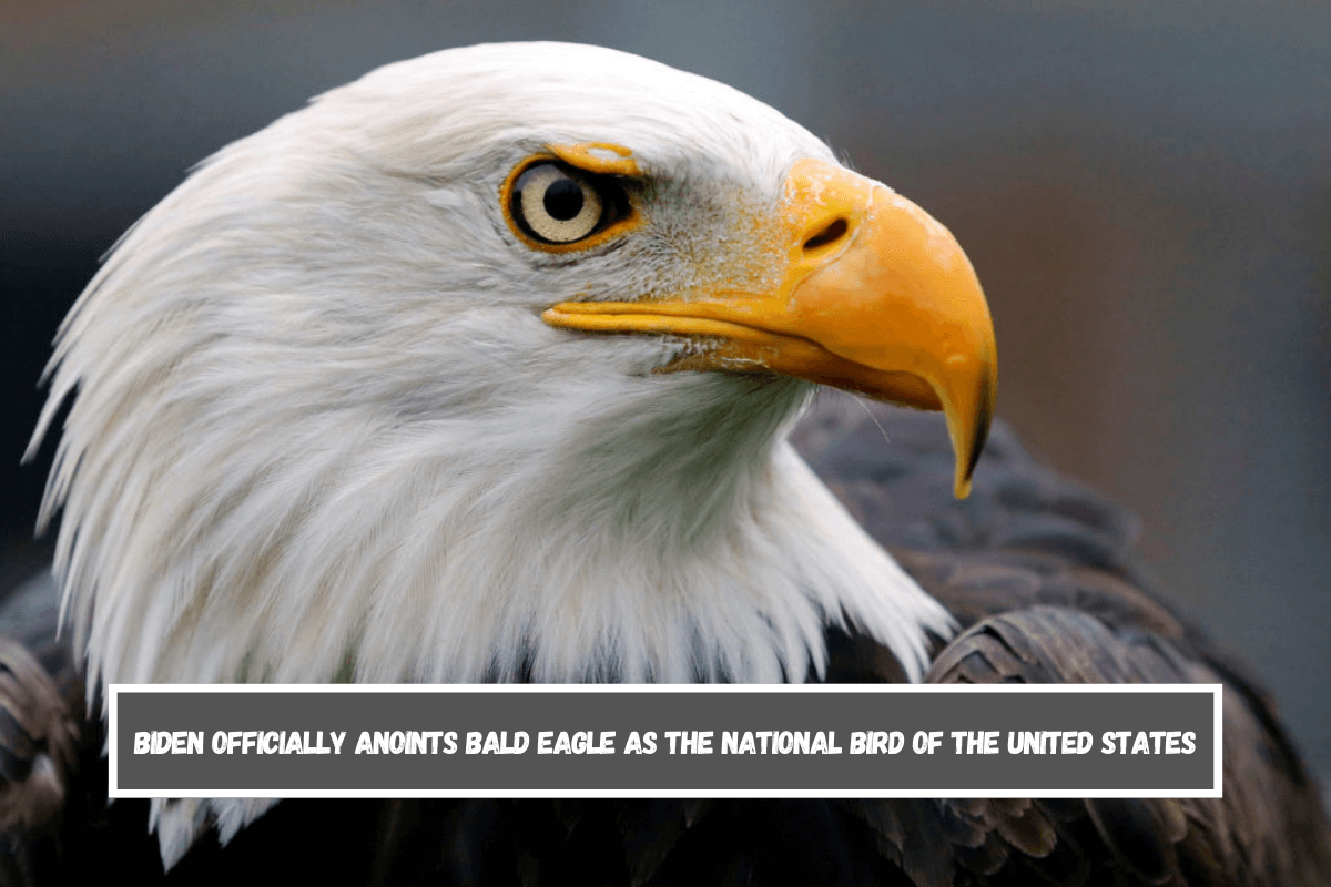 Biden officially anoints bald eagle as the national bird of the United States