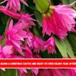 How to bloom a Christmas cactus and enjoy its vivid colors year after year