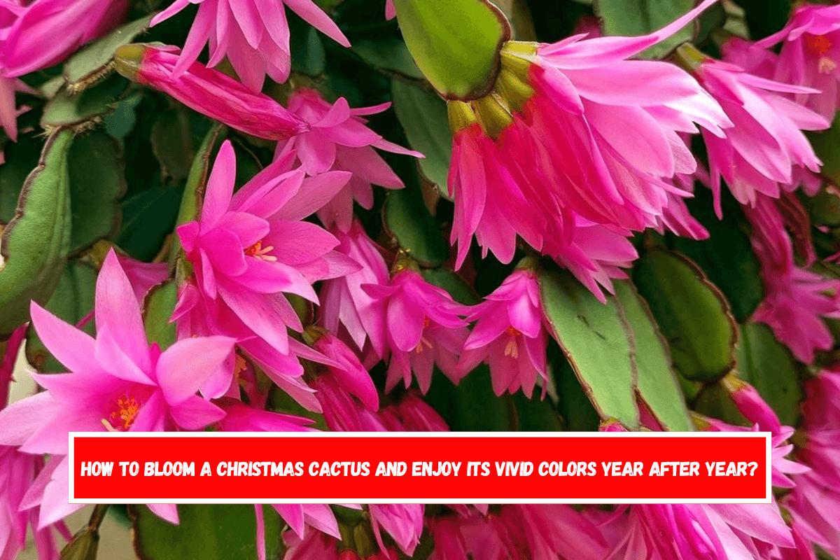 How to bloom a Christmas cactus and enjoy its vivid colors year after year