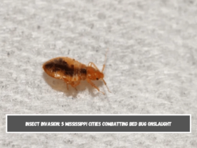 Insect Invasion 5 Mississippi Cities Combatting Bed Bug Onslaught