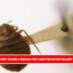 Insect Invasion 5 Nebraska Cities Combatting Bed Bug Onslaught