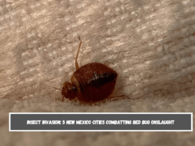 Insect Invasion 5 New Mexico Cities Combatting Bed Bug Onslaught