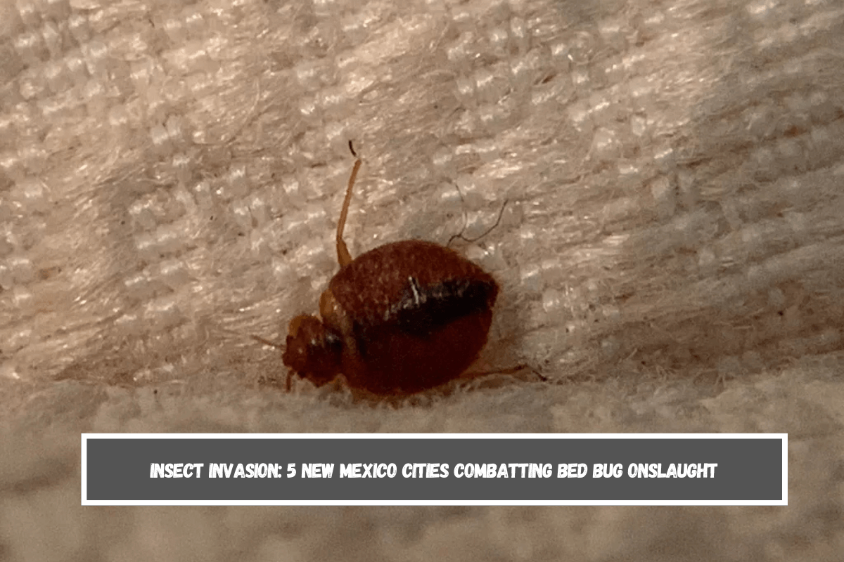 Insect Invasion 5 New Mexico Cities Combatting Bed Bug Onslaught