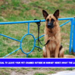 Is It Illegal to Leave Your Pet Chained Outside in Hawaii Here's What the Law Says