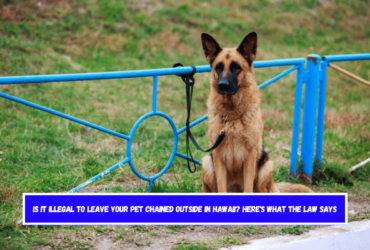 Is It Illegal to Leave Your Pet Chained Outside in Hawaii Here's What the Law Says