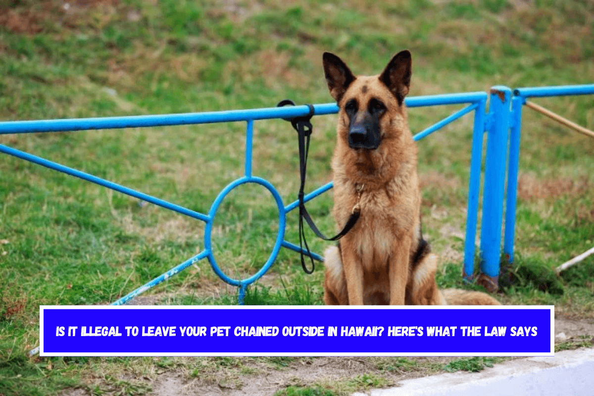 Is It Illegal to Leave Your Pet Chained Outside in Hawaii Here's What the Law Says