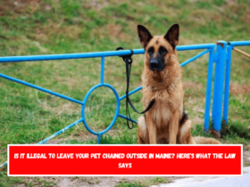 Is It Illegal to Leave Your Pet Chained Outside in Maine Here's What the Law Says