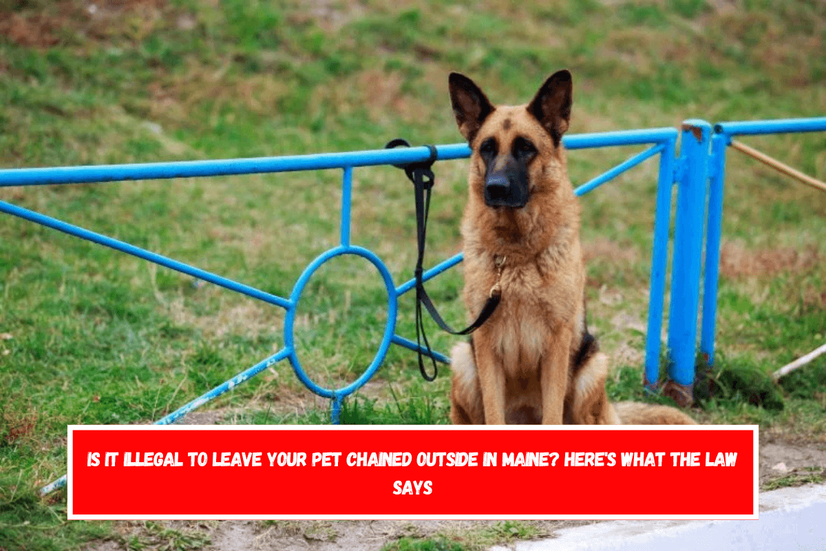 Is It Illegal to Leave Your Pet Chained Outside in Maine Here's What the Law Says