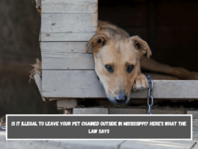 Is It Illegal to Leave Your Pet Chained Outside in Mississippi Here's What the Law Says