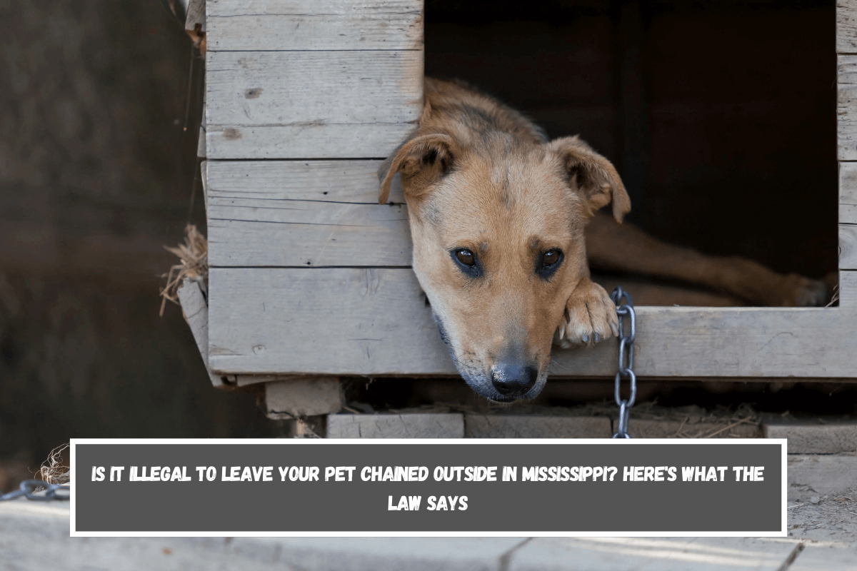 Is It Illegal to Leave Your Pet Chained Outside in Mississippi Here's What the Law Says