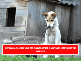 Is It Illegal to Leave Your Pet Chained Outside in Montana Here's What the Law Says