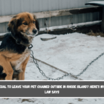 Is It Illegal to Leave Your Pet Chained Outside in Rhode Island Here's What the Law Says