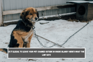 Is It Illegal to Leave Your Pet Chained Outside in Rhode Island Here's What the Law Says