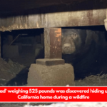 A 'big lad' weighing 525 pounds was discovered hiding under a California home during a wildfire