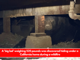 A 'big lad' weighing 525 pounds was discovered hiding under a California home during a wildfire