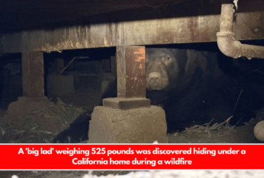 A 'big lad' weighing 525 pounds was discovered hiding under a California home during a wildfire