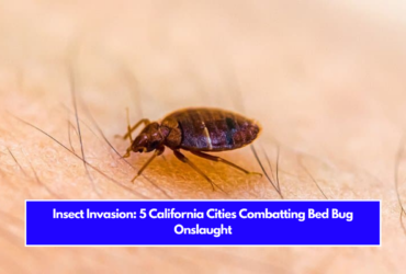 Insect Invasion: 5 California Cities Combatting Bed Bug Onslaught