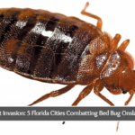 Insect Invasion: 5 Florida Cities Combatting Bed Bug Onslaught