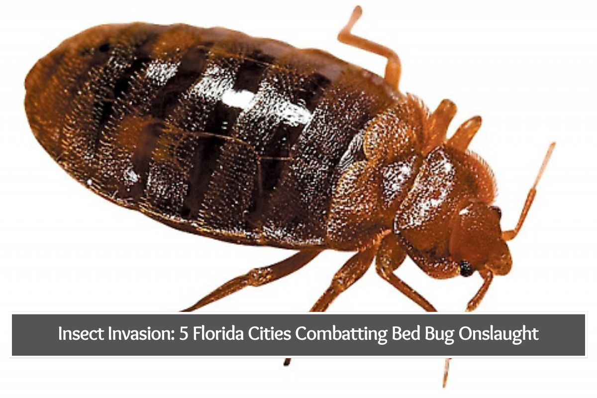 Insect Invasion: 5 Florida Cities Combatting Bed Bug Onslaught