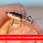 Insect Invasion 5 Tennessee Cities Combatting Bed Bug Onslaught