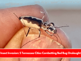 Insect Invasion 5 Tennessee Cities Combatting Bed Bug Onslaught