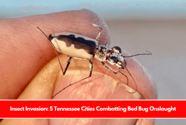 Insect Invasion 5 Tennessee Cities Combatting Bed Bug Onslaught