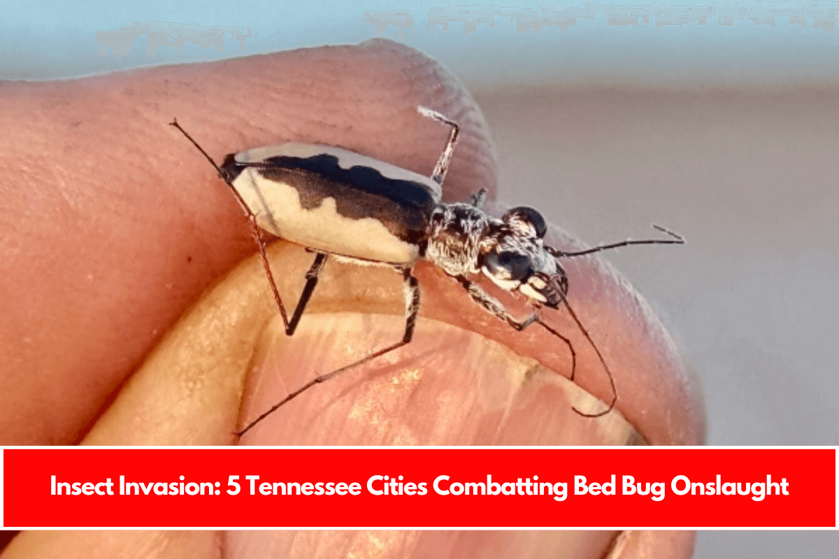 Insect Invasion 5 Tennessee Cities Combatting Bed Bug Onslaught