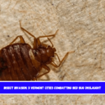 Insect Invasion 5 Vermont Cities Combatting Bed Bug Onslaught